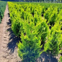 Cypres 'Ivonne' Chamaecyparis Lawsoniana 'Ivonne' Med Klump,- 80-100 Cm. -Osmosite Butik p542 52572 chamaecyparis lawsoniana ivonne c9b3
