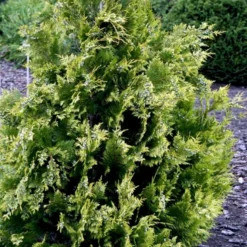 Cypres 'Ivonne' Chamaecyparis Lawsoniana 'Ivonne' Med Klump,- 80-100 Cm. -Osmosite Butik p542 52773 chamaecyparis lawsoniana ivonne 5bcc
