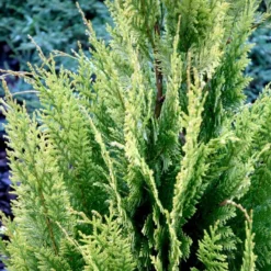 Cypres 'Ivonne' Chamaecyparis Lawsoniana 'Ivonne' Med Klump,- 80-100 Cm. -Osmosite Butik p542 52775 chamaecyparis lawsoniana ivonne 505c
