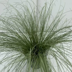 Star 'Frosted Curls' Carex Comans 'Frosted Curls' Potte 2 Liter.