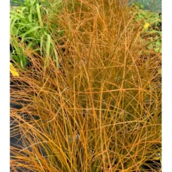 Star 'Prairie Fire' Carex Testacea 'Prairie Fire' Potte 2 Liter. -Osmosite Butik p5705 36053 carex testacea acc1