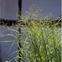 Rishirse 'Prairie Sky' Panicum Virgatum 'Prairie Sky' Potte 2,0 Liter,- 40-60 Cm. -Osmosite Butik p5726 36573 panicum virgatum prairie sky d02e