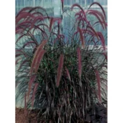 Lampepudsergræs 'Rubrum' Pennisetum Advena 'Rubrum' Potte 2 Liter. 7 Lampepudsergræs 'Rubrum' Pennisetum Advena 'Rubrum' Potte 2 Liter. -Osmosite Butik p5727 4253 pennisetum advena rubrum d79a