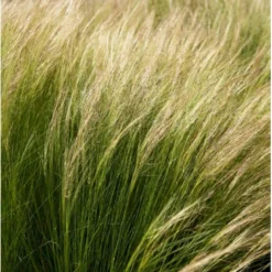 Fjergræs 'Pony Tails' Stipa Tenuissima 'Pony Tails' Potte 2 Liter. -Osmosite Butik p5730 36575 stipa tenuissima pony tails 5d8e