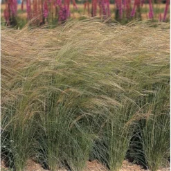 Fjergræs 'Pony Tails' Stipa Tenuissima 'Pony Tails' Potte 2 Liter. -Osmosite Butik p5730 36576 stipa tenuissima pony tails bb01