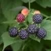 Sommer Hindbær 'Black Jewel' Rubus Idaeus 'Black Jewel' Potte 2,0 Liter,- Opbundet