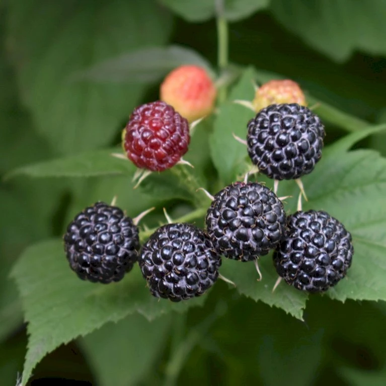 Sommer Hindbær 'Black Jewel' Rubus Idaeus 'Black Jewel' Potte 2,0 Liter,- Opbundet 1 Sommer Hindbær 'Black Jewel' Rubus Idaeus 'Black Jewel' Potte 2,0 Liter,- Opbundet