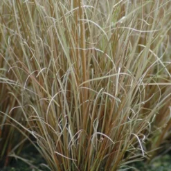 Star 'Red Rooster' Carex Buchananii 'Red Rooster' Potte 2 Liter.