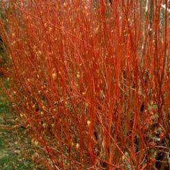 Rødgrenet Kornel 'Sibirica' Cornus Alba 'Sibirica' Barrods,- 1 års (0/1) 50-80 Cm. -Osmosite Butik p607 54061 cornus alba sibirica de35