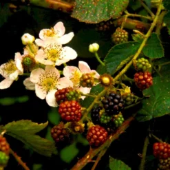 Tornfri Brombær 'Black Satin' Rubus Fruticosus 'Black Satin' Opbundet Til Ca. 40 Cm., Med Potte