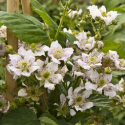 Tornfri Brombær 'Black Satin' Rubus Fruticosus 'Black Satin' Opbundet Til Ca. 40 Cm., Med Potte -Osmosite Butik p6564 48813 rubus fruticosus black satin 3cca