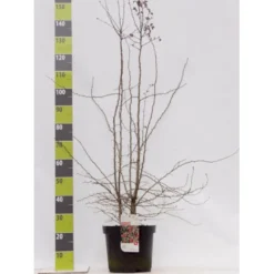 Engriflet Hvidtjørn Crataegus Monogyna Potte 12 Liter,- 100-125 Cm.