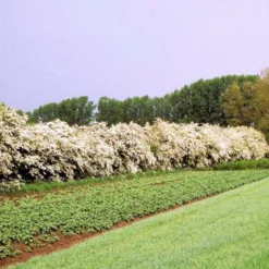 Engriflet Hvidtjørn Crataegus Monogyna Potte 12 Liter,- 100-125 Cm. 13 Engriflet Hvidtjørn Crataegus Monogyna Potte 12 Liter,- 100-125 Cm. -Osmosite Butik p659 54063 crataegus monogyna d84b