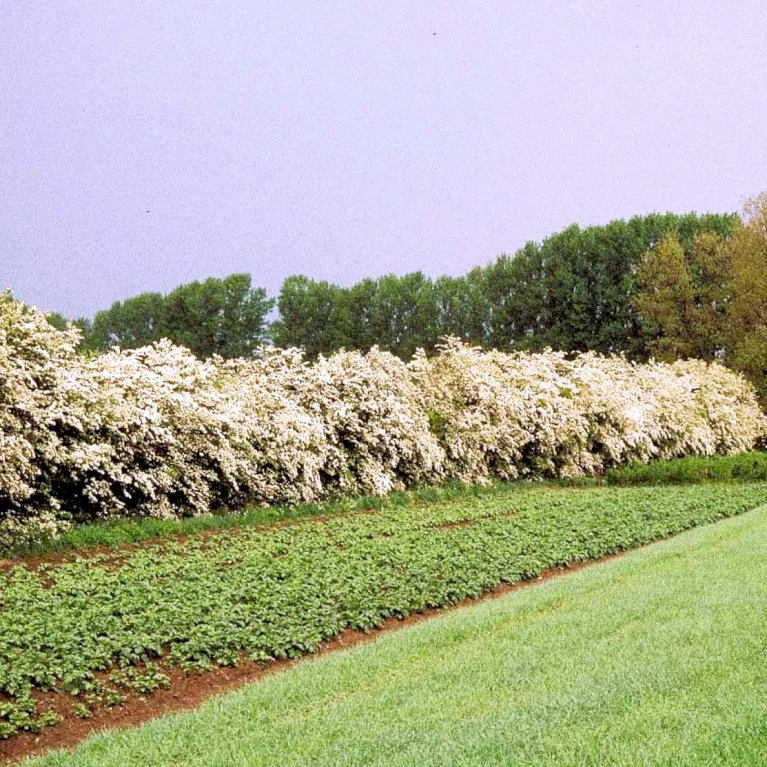 Engriflet Hvidtjørn Crataegus Monogyna Potte 12 Liter,- 100-125 Cm. 3 Engriflet Hvidtjørn Crataegus Monogyna Potte 12 Liter,- 100-125 Cm. - Billede 3