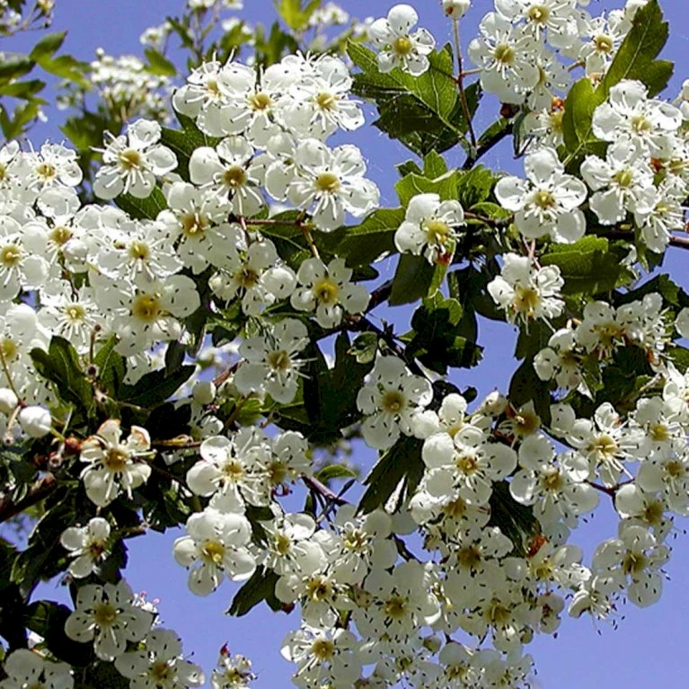 Engriflet Hvidtjørn Crataegus Monogyna Potte 12 Liter,- 100-125 Cm. 4 Engriflet Hvidtjørn Crataegus Monogyna Potte 12 Liter,- 100-125 Cm. - Billede 4