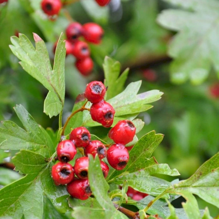Engriflet Hvidtjørn Crataegus Monogyna Potte 12 Liter,- 100-125 Cm. 5 Engriflet Hvidtjørn Crataegus Monogyna Potte 12 Liter,- 100-125 Cm. - Billede 5