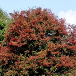 Engriflet Hvidtjørn Crataegus Monogyna Potte 12 Liter,- 100-125 Cm. 16 Engriflet Hvidtjørn Crataegus Monogyna Potte 12 Liter,- 100-125 Cm. -Osmosite Butik p659 54141 crataegus monogyna f313