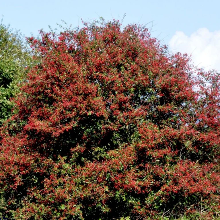 Engriflet Hvidtjørn Crataegus Monogyna Potte 12 Liter,- 100-125 Cm. 6 Engriflet Hvidtjørn Crataegus Monogyna Potte 12 Liter,- 100-125 Cm. - Billede 6