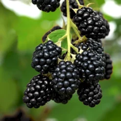 Tornfri Brombær 'Navaho'® Rubus Fruticosus 'Navaho'® Potte 3,0 Liter,- Opbundet -Osmosite Butik p6704 50650 rubus fruticosus navaho ec65