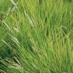 Efterårs-Blåaks Sesleria Autumnalis 10 Cm. Potte