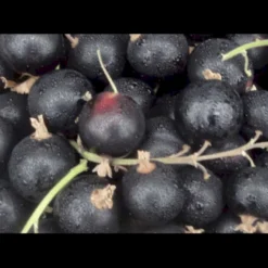 Solbær 'Big Ben' Ribes Nigrum 'Big Ben' 3,5 Liter Potte