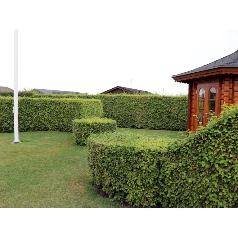 Almindelig Bøg / Bøgehæk Fagus Sylvatica Barrods, Omplantet 3 års 100-120 Cm. 2 Almindelig Bøg / Bøgehæk Fagus Sylvatica Barrods, Omplantet 3 års 100-120 Cm. - Billede 2