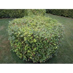 Almindelig Bøg / Bøgehæk Fagus Sylvatica Barrods, Omplantet 3 års 100-120 Cm. 11 Almindelig Bøg / Bøgehæk Fagus Sylvatica Barrods, Omplantet 3 års 100-120 Cm. -Osmosite Butik p816 33905 fagus sylvatica 43bf 2