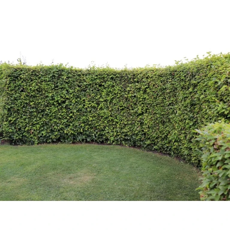 Almindelig Bøg / Bøgehæk Fagus Sylvatica Barrods, Omplantet 3 års 100-120 Cm. 4 Almindelig Bøg / Bøgehæk Fagus Sylvatica Barrods, Omplantet 3 års 100-120 Cm. - Billede 4