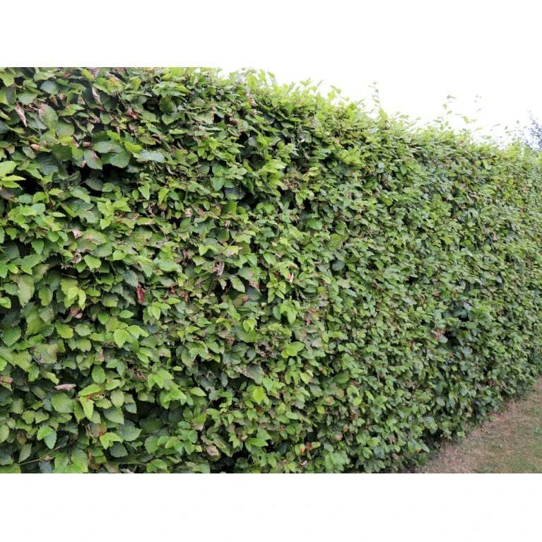 Almindelig Bøg / Bøgehæk Fagus Sylvatica Barrods, Omplantet 3 års 100-120 Cm. 5 Almindelig Bøg / Bøgehæk Fagus Sylvatica Barrods, Omplantet 3 års 100-120 Cm. - Billede 5