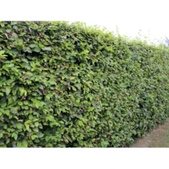 Almindelig Bøg / Bøgehæk Fagus Sylvatica Med Klump,- 150-175 Cm. -Osmosite Butik p816 33907 fagus sylvatica 825a 3