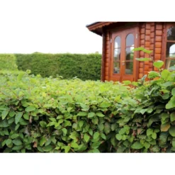 Almindelig Bøg / Bøgehæk Fagus Sylvatica Barrods, Omplantet 3 års 100-120 Cm. 14 Almindelig Bøg / Bøgehæk Fagus Sylvatica Barrods, Omplantet 3 års 100-120 Cm. -Osmosite Butik p816 33908 fagus sylvatica 87bb 2