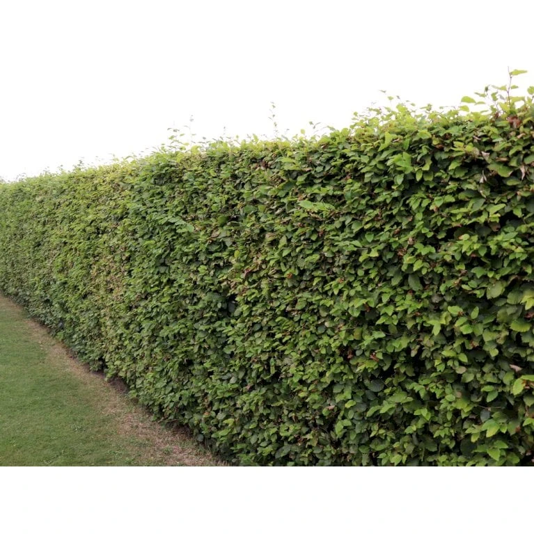 Almindelig Bøg / Bøgehæk Fagus Sylvatica Barrods, Omplantet 3 års 100-120 Cm. 7 Almindelig Bøg / Bøgehæk Fagus Sylvatica Barrods, Omplantet 3 års 100-120 Cm. - Billede 7