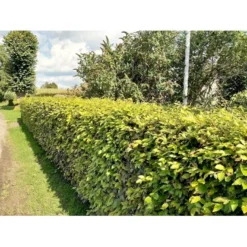 Almindelig Bøg / Bøgehæk Fagus Sylvatica Barrods, - 3 års (1/2) 120-150 Cm. Kraftig Hækkvalitet. 14 Almindelig Bøg / Bøgehæk Fagus Sylvatica Barrods, - 3 års (1/2) 120-150 Cm. Kraftig Hækkvalitet. -Osmosite Butik p816 34340 fagus sylvatica 8b32 1