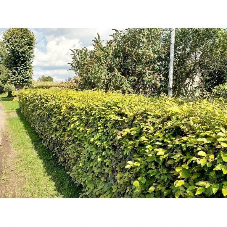 Almindelig Bøg / Bøgehæk Fagus Sylvatica Barrods, Omplantet 3 års 100-120 Cm. 8 Almindelig Bøg / Bøgehæk Fagus Sylvatica Barrods, Omplantet 3 års 100-120 Cm. - Billede 8