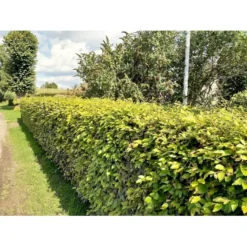 Almindelig Bøg / Bøgehæk Fagus Sylvatica Barrods. 3 års 80-100 Cm. -Osmosite Butik p816 34340 fagus sylvatica 8b32