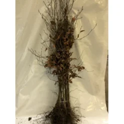 Almindelig Bøg / Bøgehæk Fagus Sylvatica Barrods, Omplantet 3 års 100-120 Cm.
