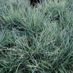 Blå Bjørnegræs 'Elijah Blue' Festuca Glauca 'Elijah Blue' 1 Liter Potte