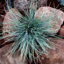 Blå Bjørnegræs 'Elijah Blue' Festuca Glauca 'Elijah Blue' 1 Liter Potte -Osmosite Butik p832 50902 festuca glauca elijah blue d761