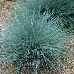 Blå Bjørnegræs 'Elijah Blue' Festuca Glauca 'Elijah Blue' 1 Liter Potte -Osmosite Butik p832 50903 festuca glauca elijah blue 866c