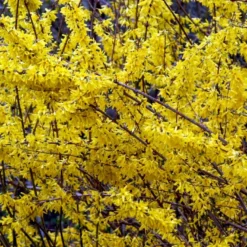 Vårguld 'Lynwood' Forsythia Intermedia 'Lynwood' Barrods,- 2 års (0/2) 50-80 Cm.