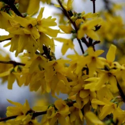 Vårguld 'Lynwood' Forsythia Intermedia 'Lynwood' Barrods,- 2 års (0/2) 50-80 Cm. -Osmosite Butik p841 54067 forsythia intermedia lynwood defd