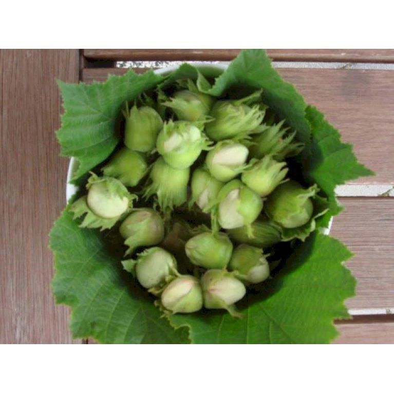 Storfrugtet Hassel 'Halleske Kæmpe' Corylus Maxima 'Halleske Kæmpe' 7,5 Liter Potte 1 Storfrugtet Hassel 'Halleske Kæmpe' Corylus Maxima 'Halleske Kæmpe' 7,5 Liter Potte
