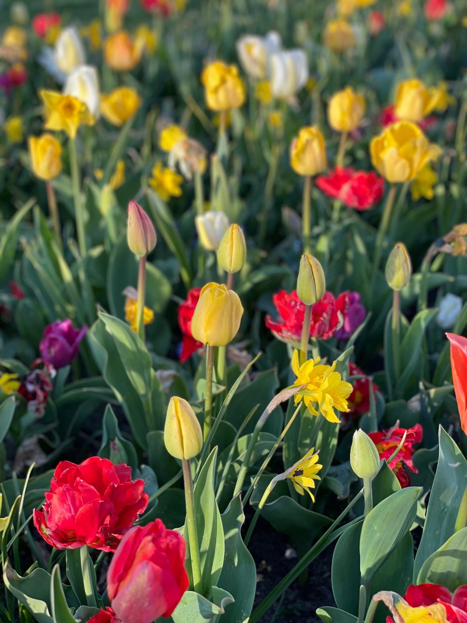 Osmosite Butik -Osmosite Butik Foraarsblomster surprisemix blomsterhav 6 scaled 1